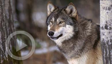 Piden un censo nacional "científico e independiente" sobre el lobo ibérico