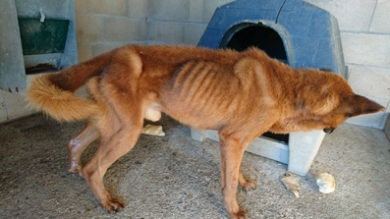 PATAS notifica un caso de un perro abandonado en estado caquéctico