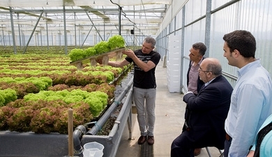 Oria visita en Anero una empresa de cultivo hidropónico de lechugas