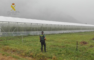 Detienen a los ladrones de 1,5 toneladas de tomate con fuerza en invernaderos de Ruente.