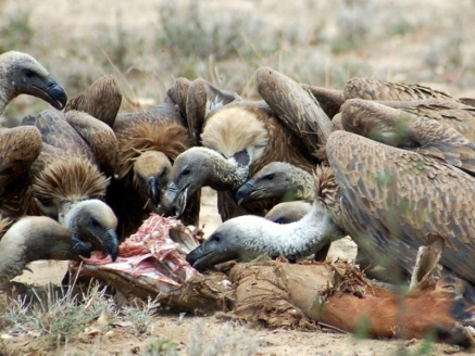 Alimentación de la fauna silvestre necrófaga con cadáveres de animales pertenecientes a explotaciones ganaderas