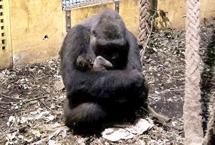 Nace en el Parque de Cabarceno el cuarto gorila en cinco años