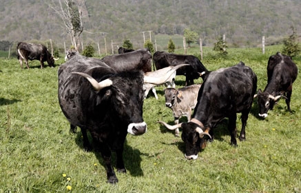 El Gobierno abona 8 millones a los ganaderos en zonas desfavorecidas y de montaña