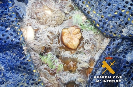 Intervenidas a un mariscador  casi 150 kilos de anémonas de mar extraídas de la Magdalena