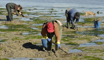 Pesca suspende la prohibición de extraer mejillones, almejas, ostras y muergos de las rías de San Vicente de la Barquera.