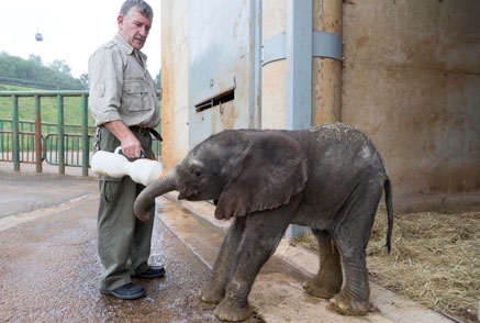 Nace en el Parque de la Naturaleza de Cabárceno el segundo elefante africano