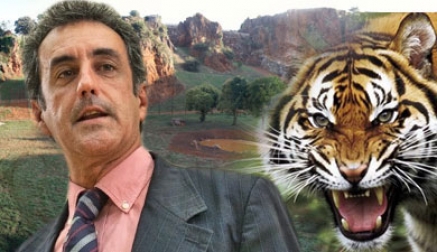 Cabárceno incorpora otros tres tigres de Bengala al espacio dedicado a esta especie 
