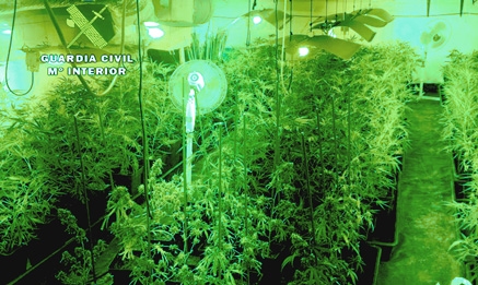 Incautadas 500 plantas de marihuana en el interior de una cuadra