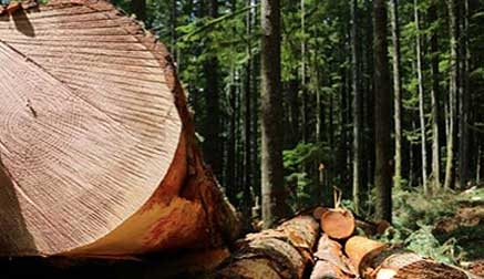 Las subastas de madera generan en Cantabria casi 3 millones de euros en el tercer trimestre del año