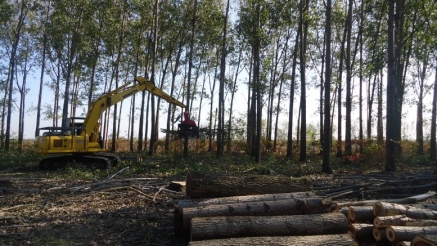 Convocadas las ayudas para primas de antiguos expedientes de forestación 