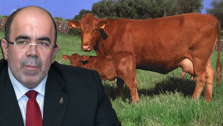 El Gobierno quiere recuperar la 'vaca pasiega' e incentivar el consumo de productos elaborados a partir de su leche