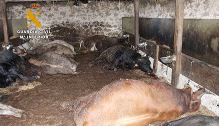 Detenido el presunto autor de la muerte de 36 cabezas de ganado en Bielva