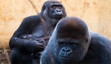 Nace en Cabárceno un nuevo gorila cuyo padre es el &quot;espalda plateada&quot; del parque