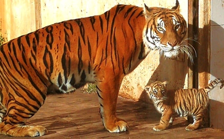 Nace "Peché", un tigre de bengala, en el Parque de la Naturaleza de Cabárceno