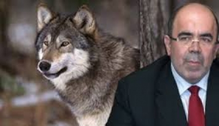 El consejero Oria confirma que el Gobierno asumirá en 2019 los daños del lobo en toda Cantabria