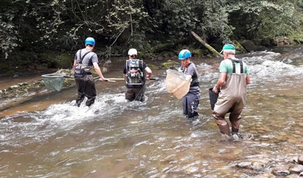 Hacía más de 200 años que no se veía a los salmones remontar el río Miera