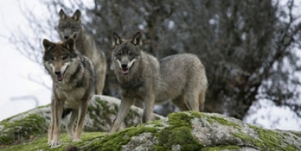 Se inicia el trámite de información pública del Plan de Gestión del Lobo 