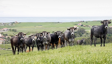 Medio Rural abona casi 6 millones de euros a 799 ganaderos 