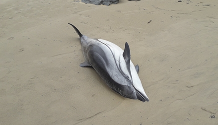 Reconducidos a mar abierta tres delfines varados para evitar su muerte