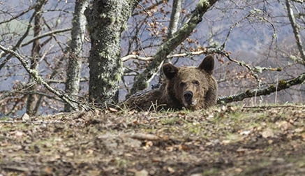 Agentes del Medio Natural comprueban que el oso Beato se encuentra en buen estado