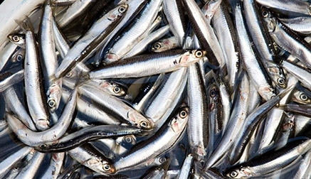 Se limita el uso de la marca Calidad Controlada para la anchoa a la pesca de primavera en el Cantábrico