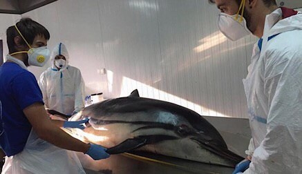 Los delfines varados en Oyambre en mayo murieron por un proceso infeccioso