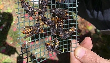 Capturadas 2.377 reinas de avispa asiática en Torrelavega