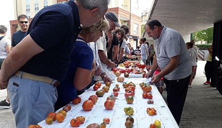 Bezana continuará celebrando la Feria Nacional del Tomate Antiguo