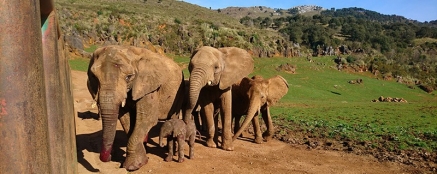 Los 21 elefantes nacidos en Cabárceno convierten al parque cántabro en un centro de referencia mundial fuera de África