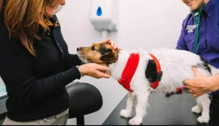 Cantabria registra los primeros casos de leishmania en perros por las altas temperaturas