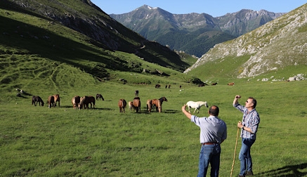 Cantabria desarrolla un tratamiento pionero para combatir las malformaciones de los terneros del ganado lebaniego