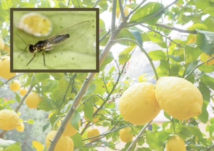 Brote en Mogro de la psila africana, un insecto que daña a los cítricos y sus frutos