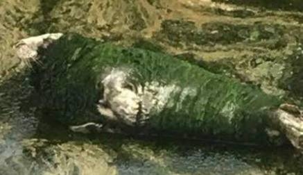 Denuncian el fallecimiento de otra foca del minizoo de Santander, la tercera en un año