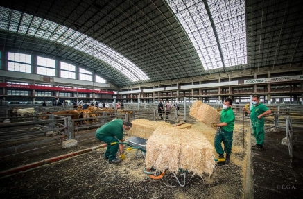 La feria ganadera de Torrelavega se reanudará el próximo miércoles