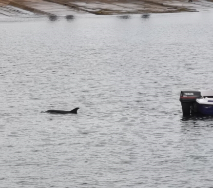 La imagen del día: un delfín en aguas del Barrio Pesquero