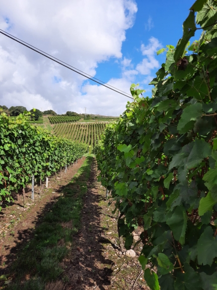 "Behetría" de Cieza ya ultima la recogida de la uva para la producción de Albariño