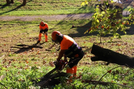 MARE reforzará la biodiversidad de La Viesca con la eliminación de árboles dañados con riesgo para las personas y los vehículos