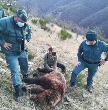 La Guardia Civil inicia las investigaciones sobre la muerte de la hembra de oso pardo en Fuentes Carrionas