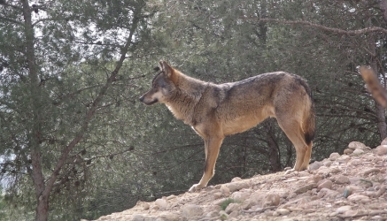 Cantabria rechaza que el lobo se incluya en el listado de especies de protección especial