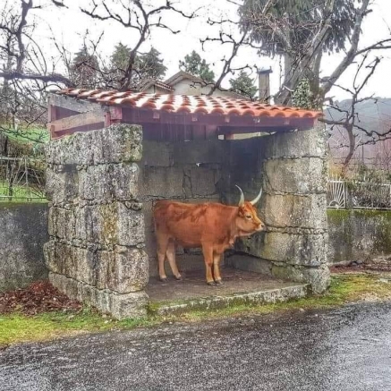 Asubiar o guarecerse de la lluvia