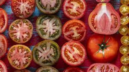  Torrelavega celebra el Festival de Tomate de Cantabria con la exhibición de más de un millar de variedades del producto 