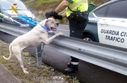 Capturado un peligroso dogo argentino, en estado agresivo y que había matado a otro animal