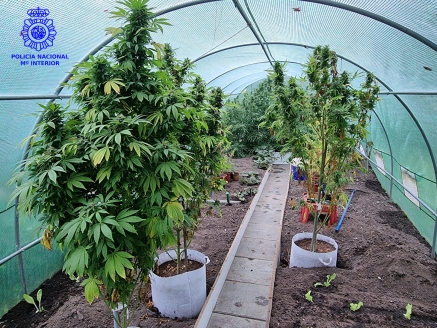 Desmantelada en el barrio de San Román de Santander una sofisticada plantación de marihuana