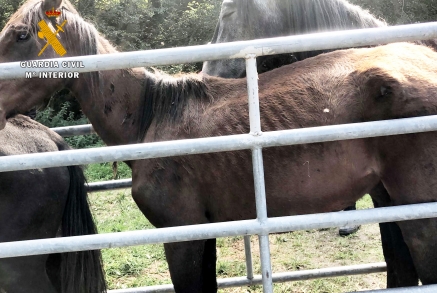 La Guardia Civil encuentra 7 terneros y 2 caballos muertos en una ganadería de Quijas