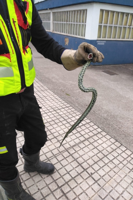 Retirada una serpiente de la vía pública en Matamorosa
