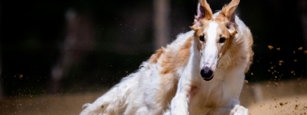 Cómo empezar a apostar en carreras de galgos