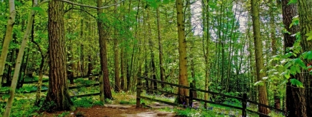 Equo plantará un bosque electoral en Cantabria