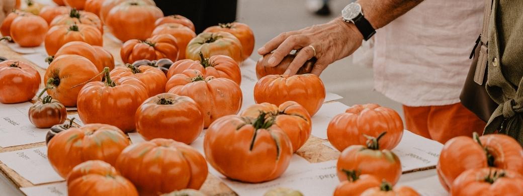 Bezana se convertirá este fin de semana en la capital europea del tomate