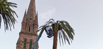 El picudo rojo amenaza las palmeras de La Asunción