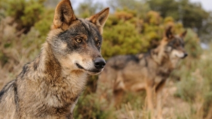 El PRC pide al Gobierno que vuelva al Plan de Gestión del Lobo, amplíe la zona de máxima incidencia, pague las ayudas a los ganaderos y afronte nuevas extracciones